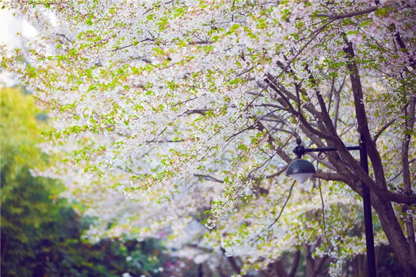 1585876578135178.jpg 洛陽(yáng)最美的春天竟藏在這里1.jpg