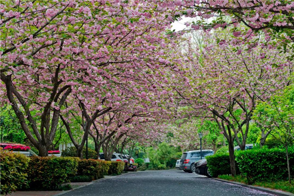 1585876772187486.jpg 洛陽(yáng)最美的春天竟藏在這里5.jpg